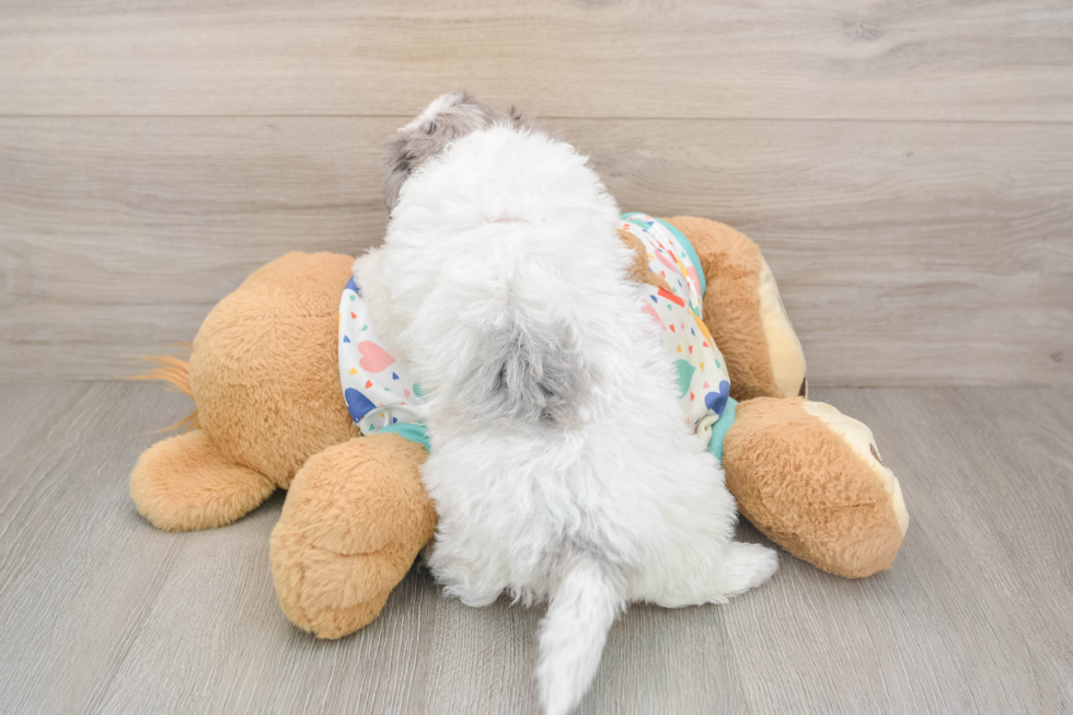Petite Havapoo Poodle Mix Pup