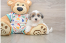 Cute Havapoo Baby