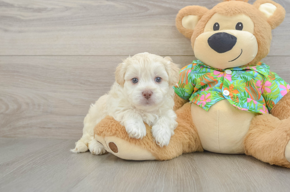 5 week old Havapoo Puppy For Sale - Lone Star Pups