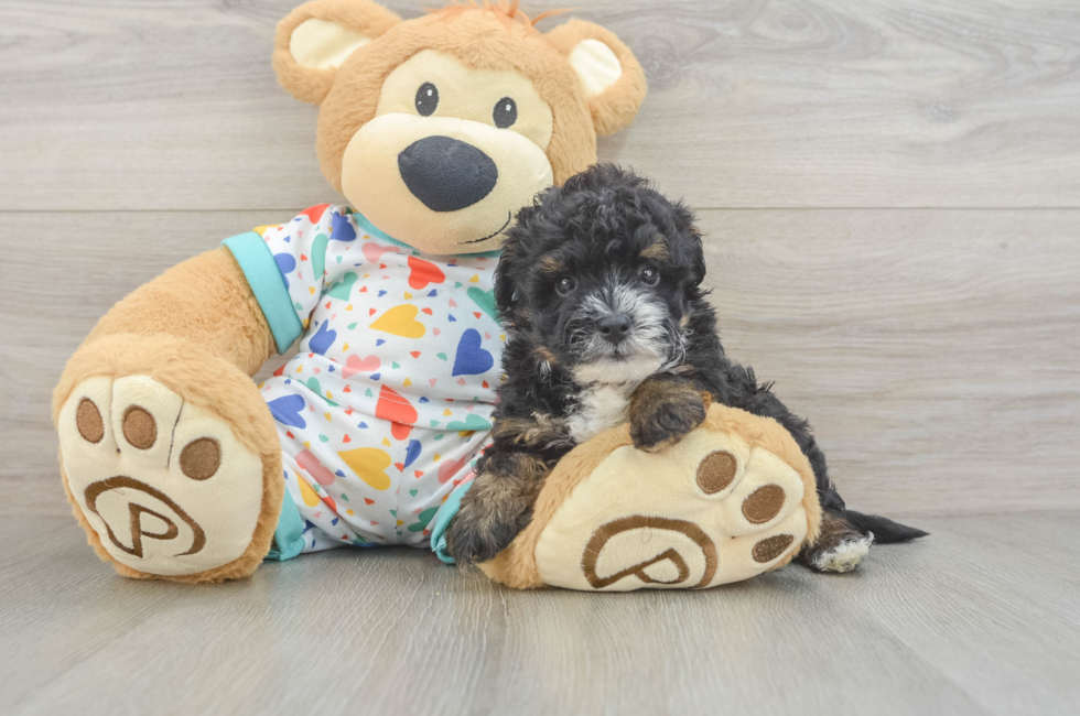 5 week old Havapoo Puppy For Sale - Lone Star Pups
