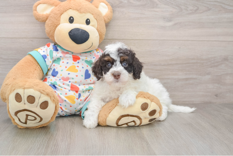 Havapoo Pup Being Cute