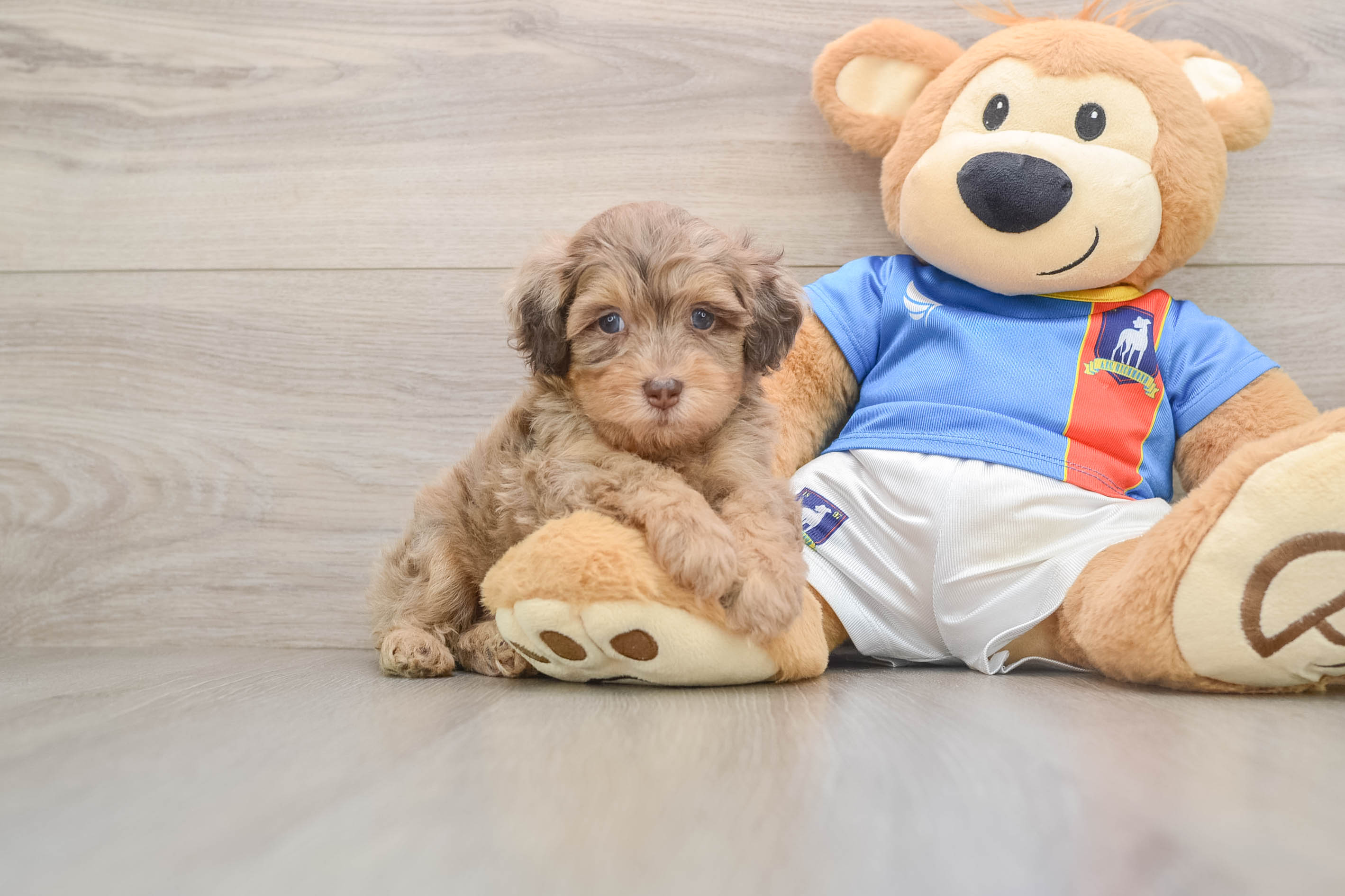 Energetic Havadoodle Poodle Mix Puppy