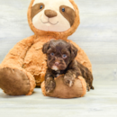 CHEWY