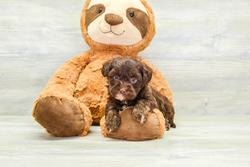 Meet Chewy - our Havapoo Puppy Photo 1/3 - Lone Star Pups
