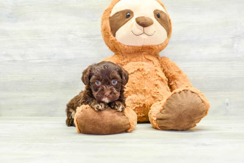 Meet Chewy - our Havapoo Puppy Photo 2/3 - Lone Star Pups