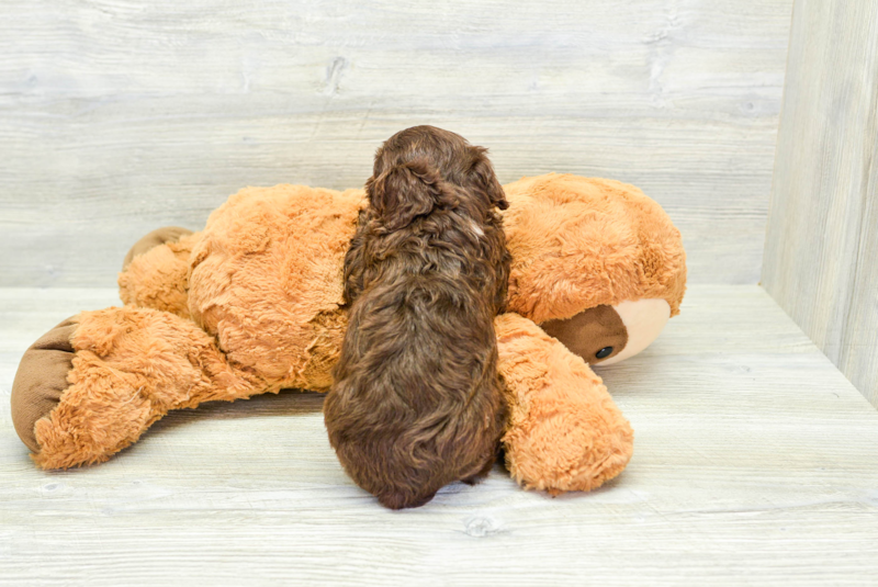 Meet Chewy - our Havapoo Puppy Photo 3/3 - Lone Star Pups