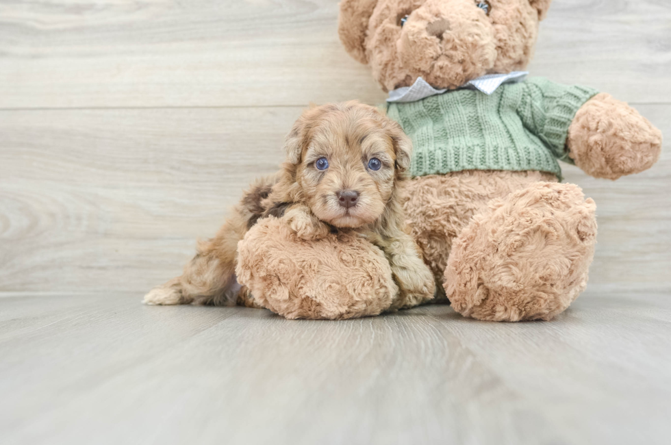 5 week old Havapoo Puppy For Sale - Lone Star Pups