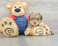 8 week old Havapoo Puppy For Sale - Lone Star Pups