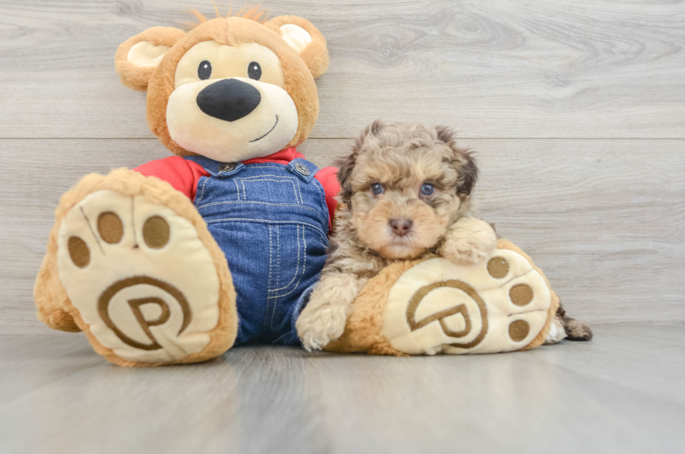 5 week old Havapoo Puppy For Sale - Lone Star Pups