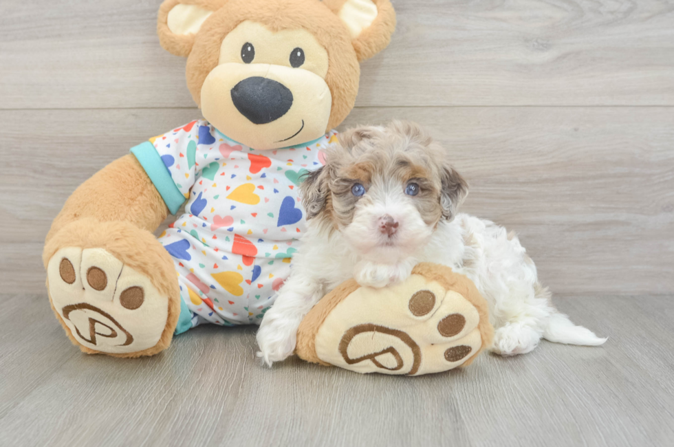 5 week old Havapoo Puppy For Sale - Lone Star Pups