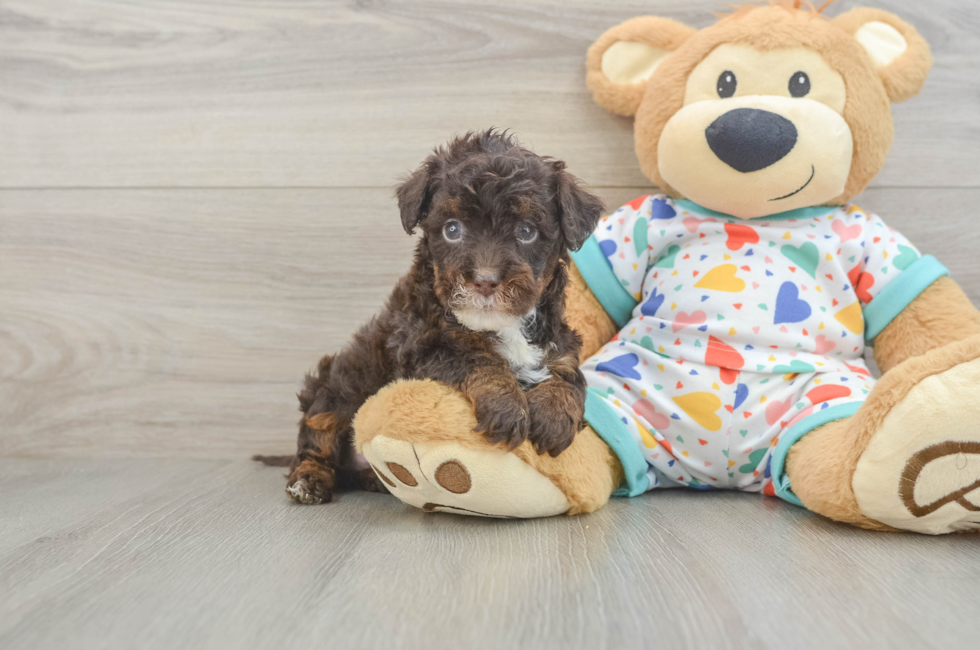 5 week old Havapoo Puppy For Sale - Lone Star Pups