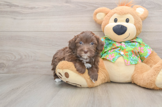 Havapoo Pup Being Cute