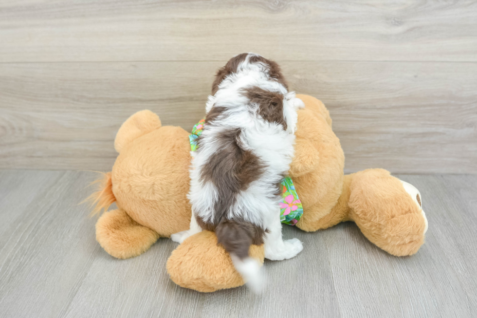 Fluffy Havapoo Poodle Mix Pup