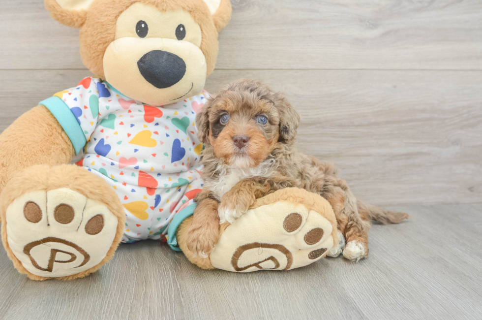 5 week old Havapoo Puppy For Sale - Lone Star Pups