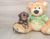 8 week old Havapoo Puppy For Sale - Lone Star Pups