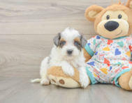 9 week old Havapoo Puppy For Sale - Lone Star Pups