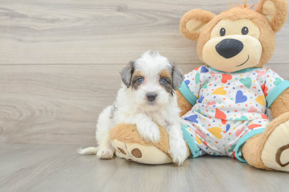 5 week old Havapoo Puppy For Sale - Lone Star Pups
