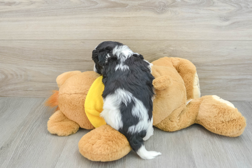 Energetic Havadoodle Poodle Mix Puppy