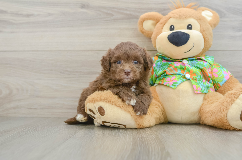 5 week old Havapoo Puppy For Sale - Lone Star Pups