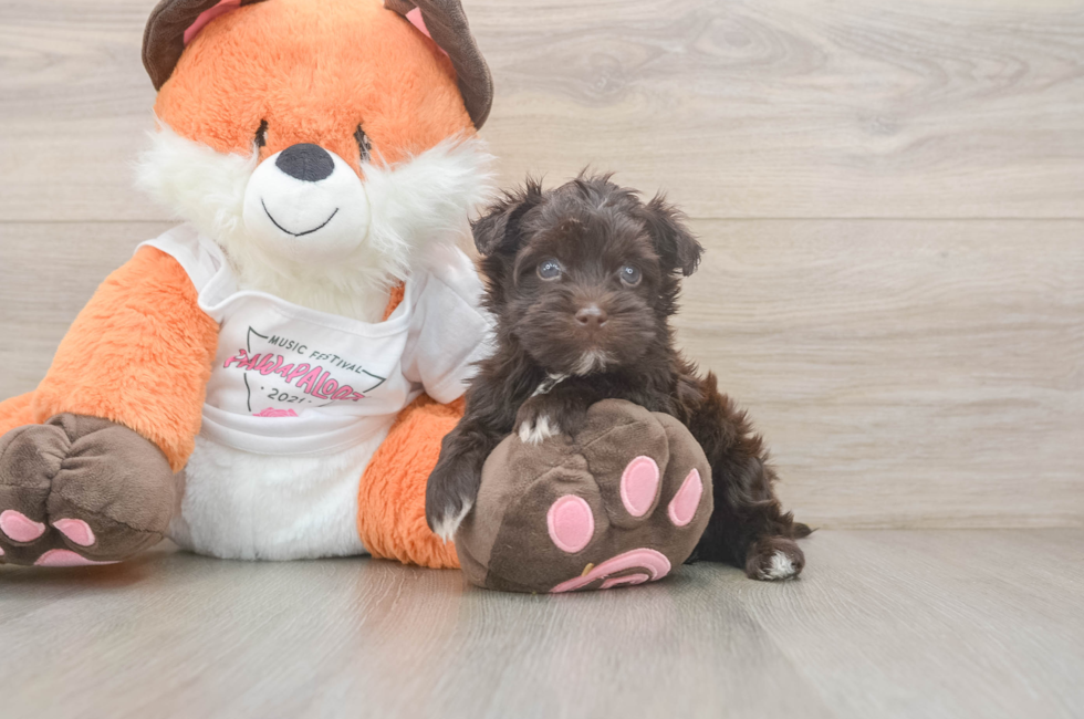 5 week old Havapoo Puppy For Sale - Lone Star Pups