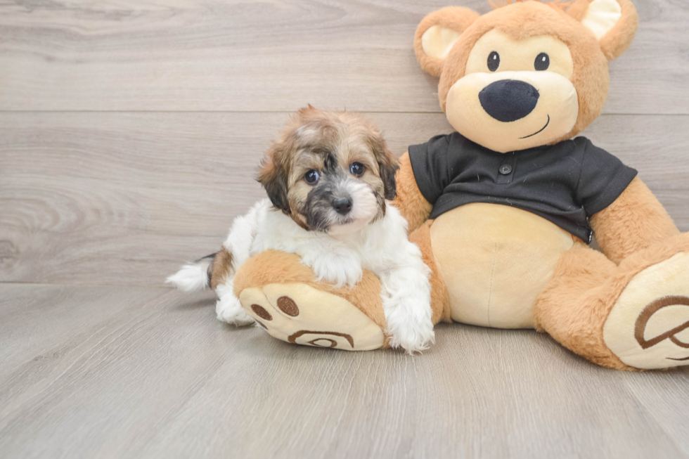 Havapoo Pup Being Cute