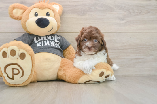 Havapoo Pup Being Cute