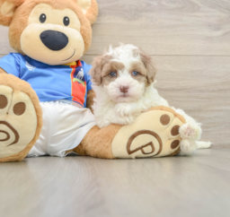 5 week old Havapoo Puppy For Sale - Lone Star Pups