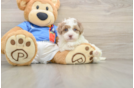 Adorable Havadoodle Poodle Mix Puppy