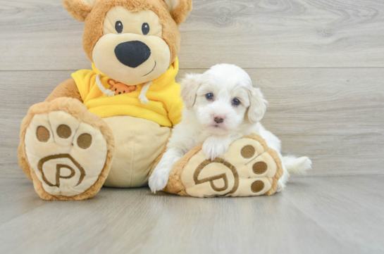 Popular Havapoo Poodle Mix Pup