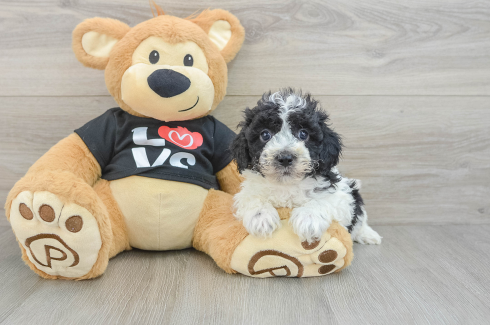 6 week old Havapoo Puppy For Sale - Lone Star Pups