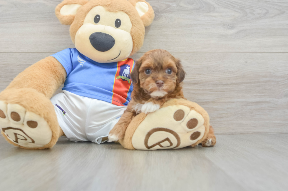 5 week old Havapoo Puppy For Sale - Lone Star Pups