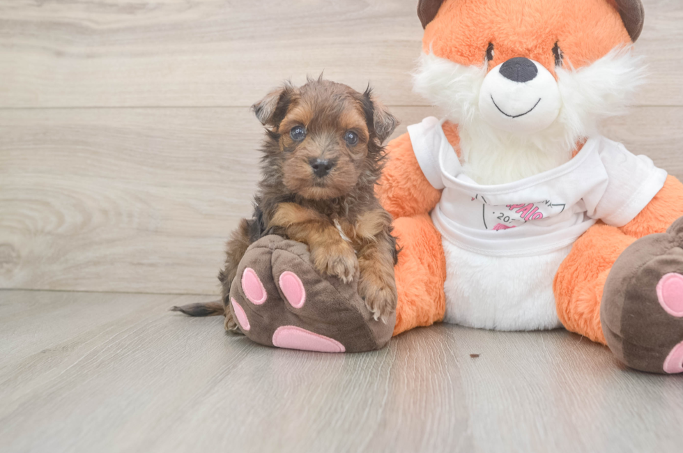 5 week old Havapoo Puppy For Sale - Lone Star Pups