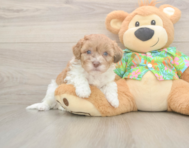 7 week old Havapoo Puppy For Sale - Lone Star Pups