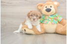 Best Havapoo Baby