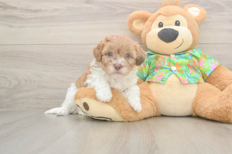 5 week old Havapoo Puppy For Sale - Lone Star Pups