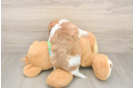 Havapoo Puppy for Adoption
