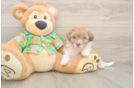 Petite Havapoo Poodle Mix Pup