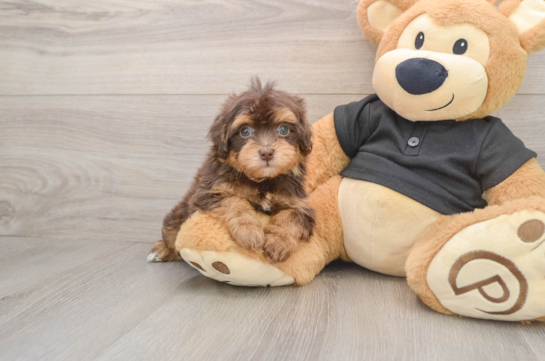 Popular Havapoo Poodle Mix Pup