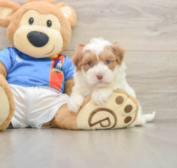 5 week old Havapoo Puppy For Sale - Lone Star Pups