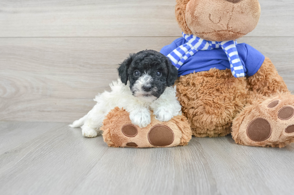 7 week old Havapoo Puppy For Sale - Lone Star Pups