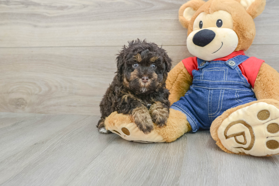 Energetic Havadoodle Poodle Mix Puppy