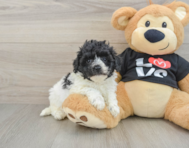 7 week old Havapoo Puppy For Sale - Lone Star Pups