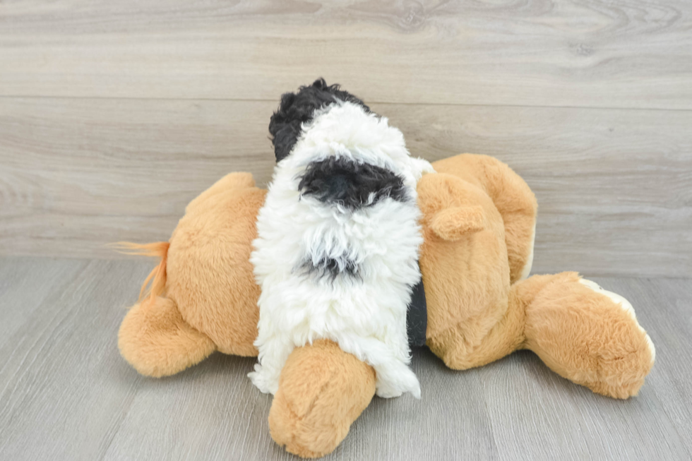 Playful Havadoodle Poodle Mix Puppy