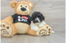 Smart Havapoo Poodle Mix Pup