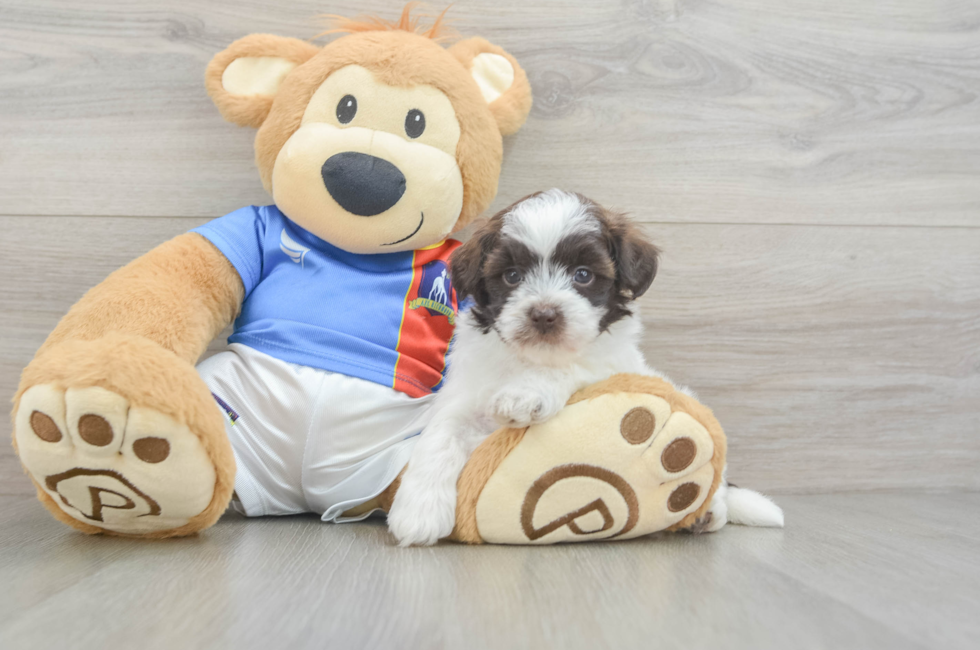 5 week old Havapoo Puppy For Sale - Lone Star Pups
