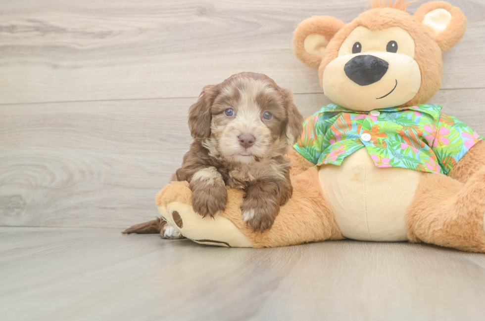 5 week old Havapoo Puppy For Sale - Lone Star Pups
