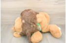 Energetic Havadoodle Poodle Mix Puppy