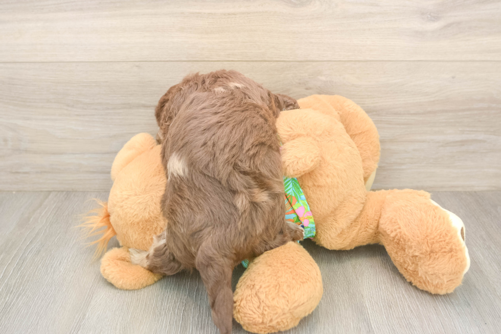 Energetic Havadoodle Poodle Mix Puppy