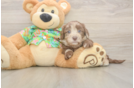 Happy Havapoo Baby