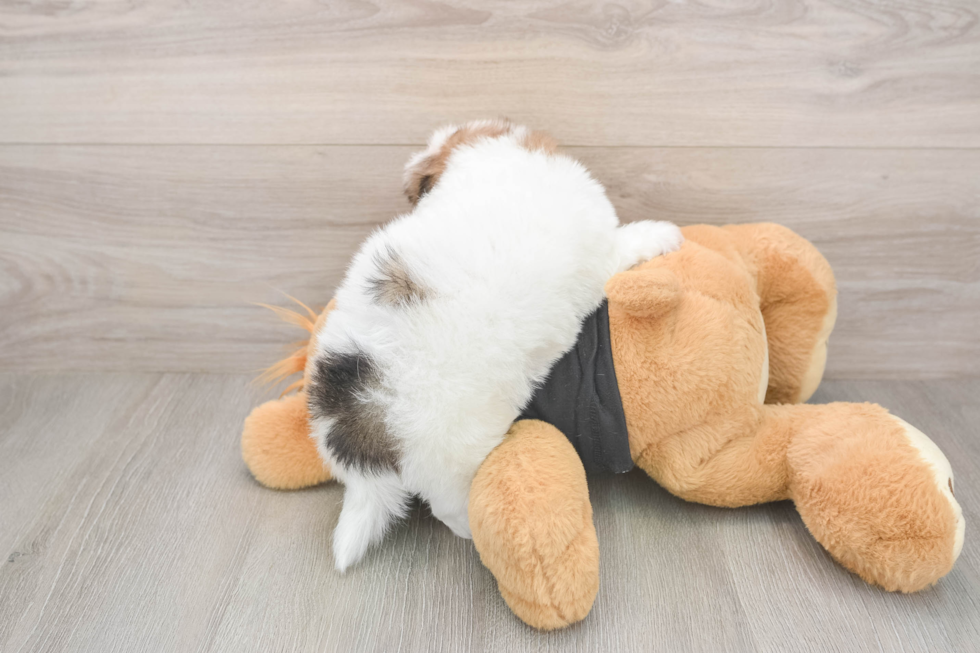 Fluffy Havapoo Poodle Mix Pup